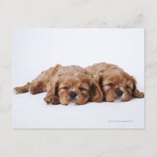 Zwei Cavalier King Charles Spaniel Welpen Postkarte