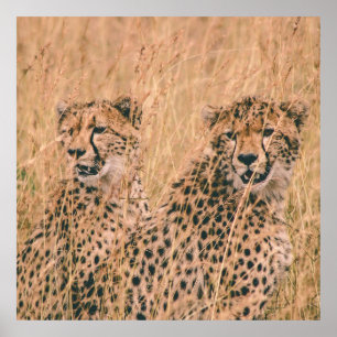 ZWEI CHEETAGE, DIE AM TAG AUF DEM FELD SITZEN POSTER