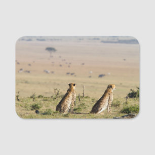 Zwei Cheetahs auf dem Ausblick Namensschild