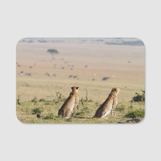 Zwei Cheetahs auf dem Ausblick Namensschild (Vorderseite)