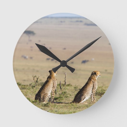 Zwei Cheetahs auf dem Ausblick Runde Wanduhr (Vorderseite)