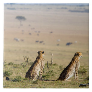 Zwei Cheetahs im Blick Fliese