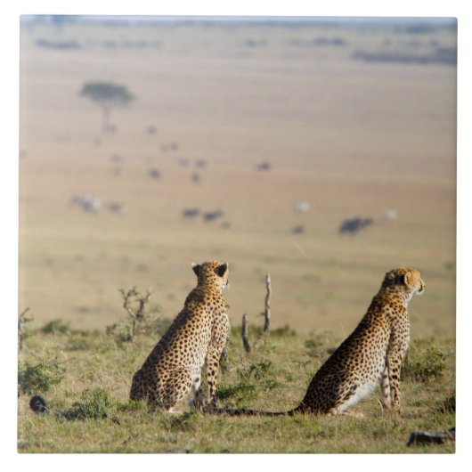 Zwei Cheetahs im Blick Fliese (Vorderseite)