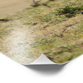 Zwei Cheetahs im Blick Fotodruck (Ecke)