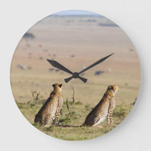 Zwei Cheetahs im Blick Große Wanduhr