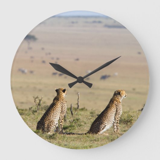 Zwei Cheetahs im Blick Große Wanduhr (Vorderseite)
