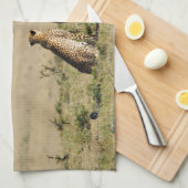 Zwei Cheetahs im Blick Handtuch (Viertel Falte)