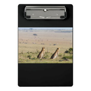 Zwei Cheetahs im Blick Mini Klemmbrett