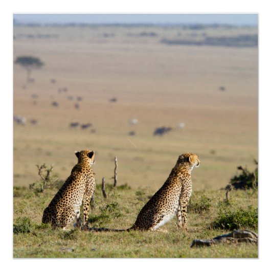 Zwei Cheetahs im Blick Poster (Vorderseite)