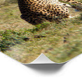 Zwei Cheetahs im Blick Poster (Ecke)