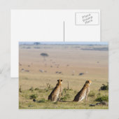 Zwei Cheetahs im Blick Postkarte (Vorne/Hinten)