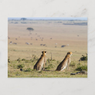 Zwei Cheetahs im Blick Postkarte