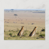 Zwei Cheetahs im Blick Postkarte (Vorderseite)