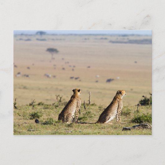 Zwei Cheetahs im Blick Postkarte (Vorderseite)