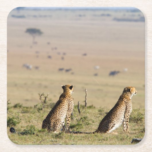 Zwei Cheetahs im Blick Rechteckiger Pappuntersetzer (Vorderseite)