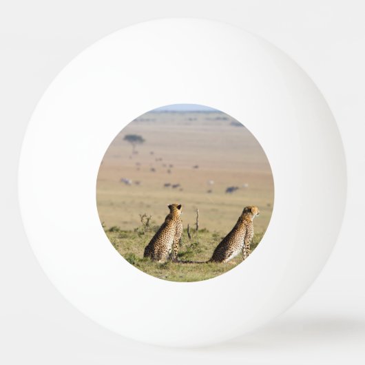 Zwei Cheetahs im Blick Tischtennisball (Rückseite)
