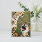 Zwei Cheetahs Postkarte (Stehend Vorderseite)