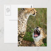 Zwei Cheetahs Postkarte (Vorne/Hinten)