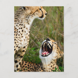 Zwei Cheetahs Postkarte
