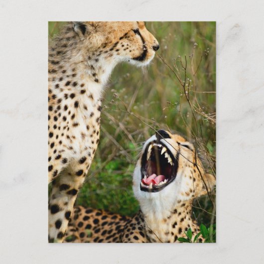 Zwei Cheetahs Postkarte (Vorderseite)