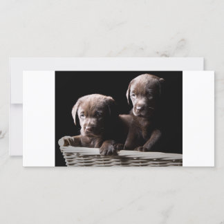 Zwei Chocolate Labrador Welpen