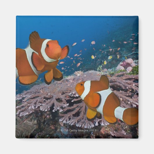 Zwei Clownfische Magnet (Vorne)