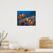 Zwei Clownfische Poster (Küche)