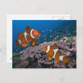 Zwei Clownfische Postkarte (Vorne/Hinten)