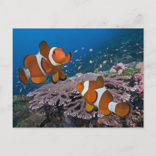 Zwei Clownfische Postkarte (Vorderseite)