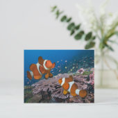 Zwei Clownfische Postkarte (Stehend Vorderseite)