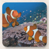 Zwei Clownfish Untersetzer (Vorderseite)
