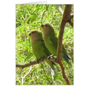 Zwei Cockatoos Arizona