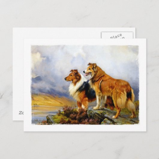 Zwei Collie Hunde über einem See Postkarte (Vorne/Hinten)