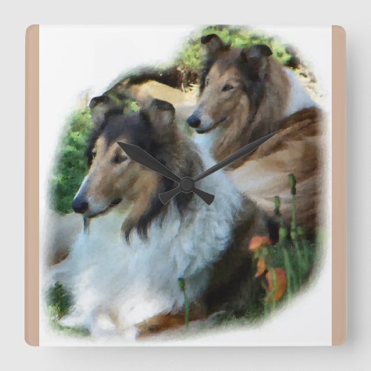 Zwei Collies mit Sable Rough Quadratische Wanduhr (Vorderseite)