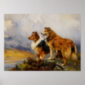 Zwei Collies über einem See Poster (Vorne)