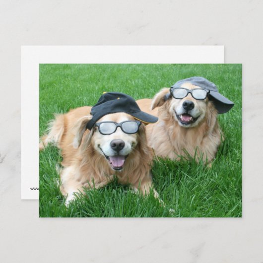 Zwei Coole Golden Retrievers in Hats und Sonnenbri Postkarte (Vorne/Hinten)