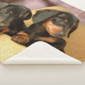 ZWEI DACHSUNDS SHERPADECKE (3/4)