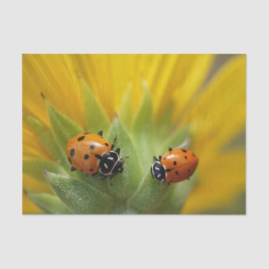 Zwei Dame Bugs auf einem Sonnenblume-Seidenpapier Seidenpapier (Vorderseite)