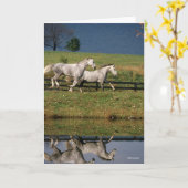 Zwei Daple Gray Percheron Pferde laufen Karte (Gelbe Blume)