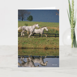 Zwei Daple Gray Percheron Pferde laufen Karte