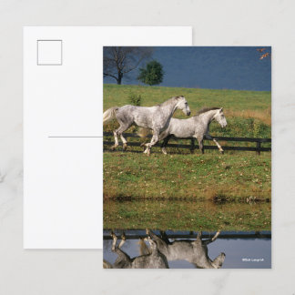 Zwei Daple Gray Percheron Pferde laufen Postkarte