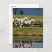 Zwei Daple Gray Percheron Pferde laufen Postkarte (Vorne/Hinten)