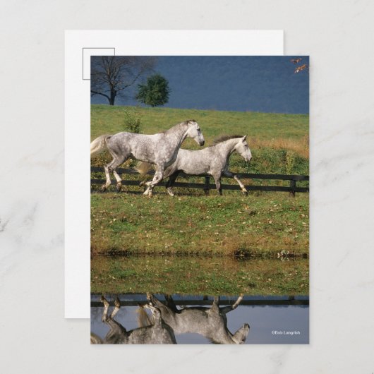 Zwei Daple Gray Percheron Pferde laufen Postkarte (Vorne/Hinten)