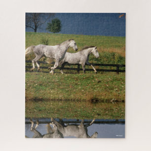 Zwei Daple Gray Percheron Pferde laufen Puzzle