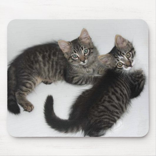Zwei Darling Kittens Maus Pad Mousepad (Vorne)