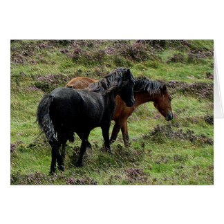 Zwei Dartmoor-Ponys, die im Himmel roamen