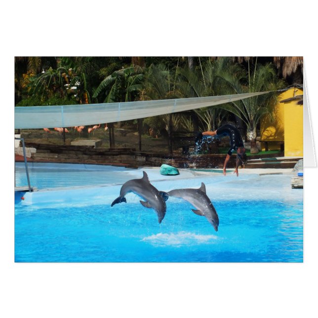 Zwei Delphine (Vorderseite (Horizontal))