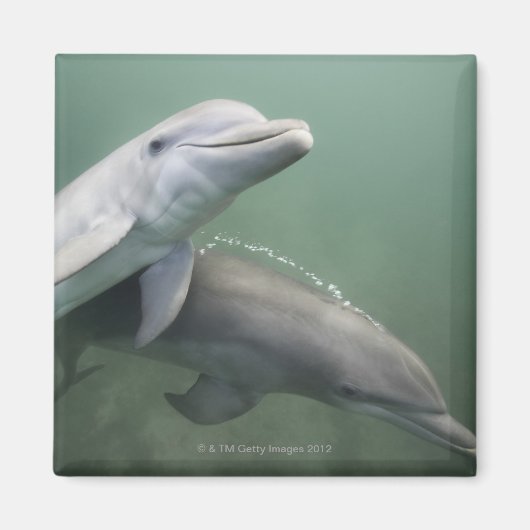 Zwei Delphine unter Wasser Magnet (Vorne)