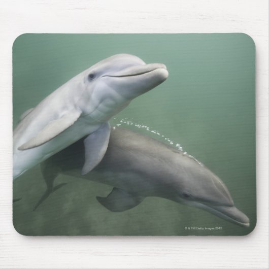 Zwei Delphine unter Wasser Mousepad (Vorne)