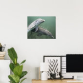 Zwei Delphine unter Wasser Poster (Heimbüro)